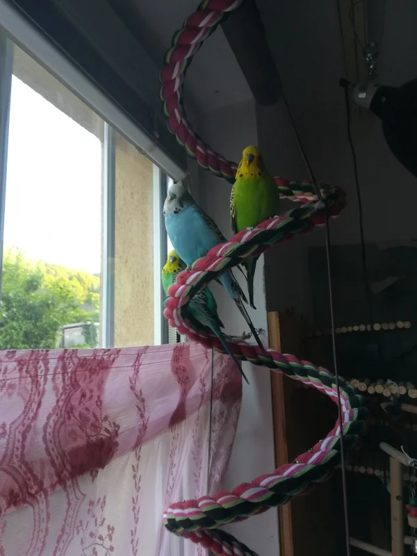 Wellensittich-Bild: Haru miu und blue am gucken 