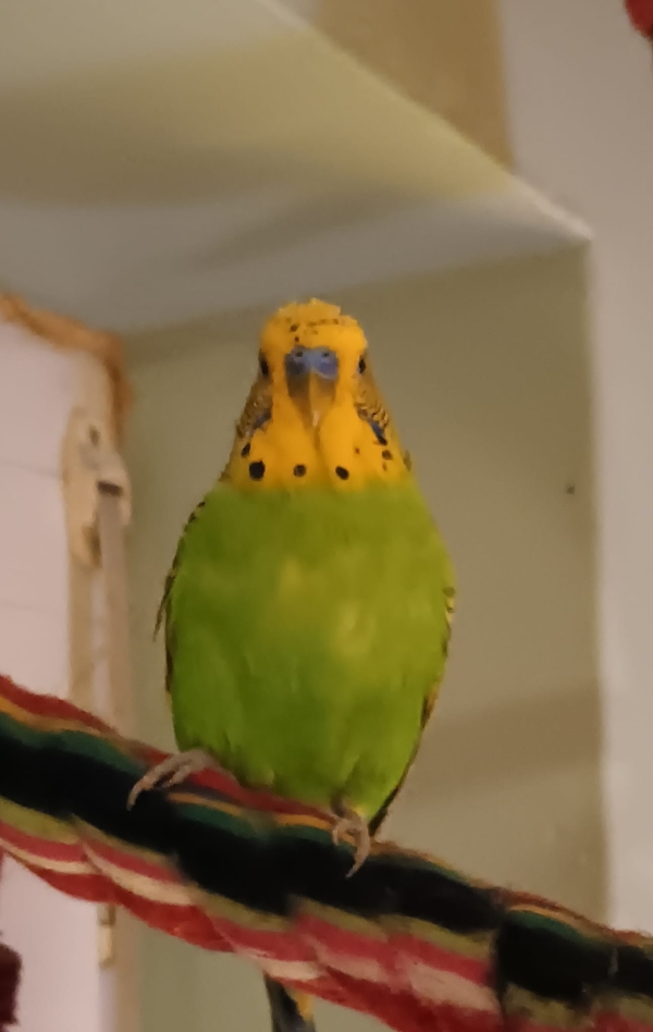 Neues Foto von Haru