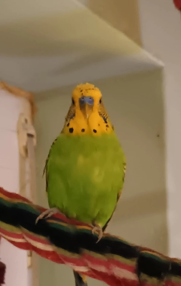 Wellensittich-Bild: Ein schönes neues Foto von meinem liebsten Haru.