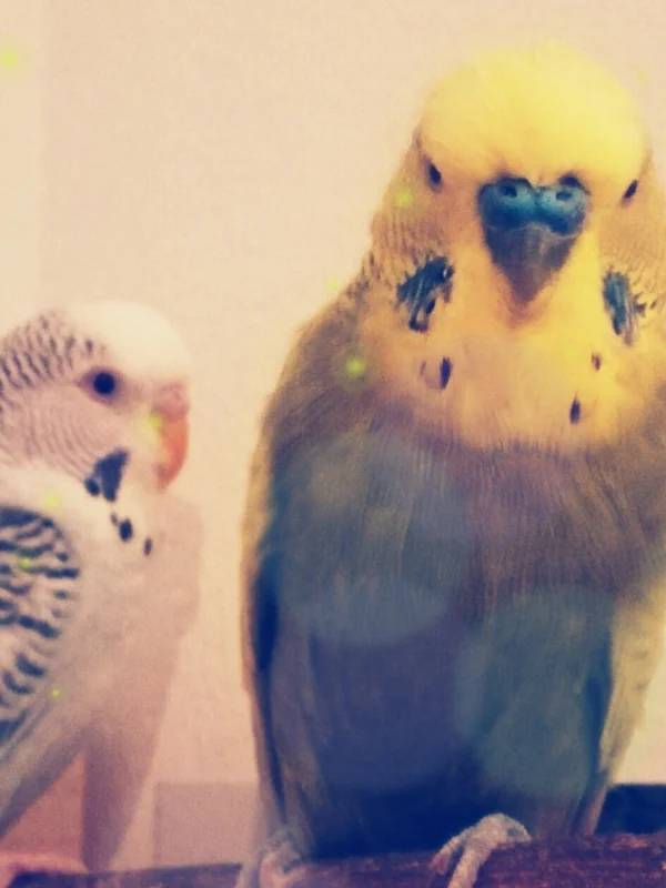 Wellensittich-Bild: Tori und Keiko
