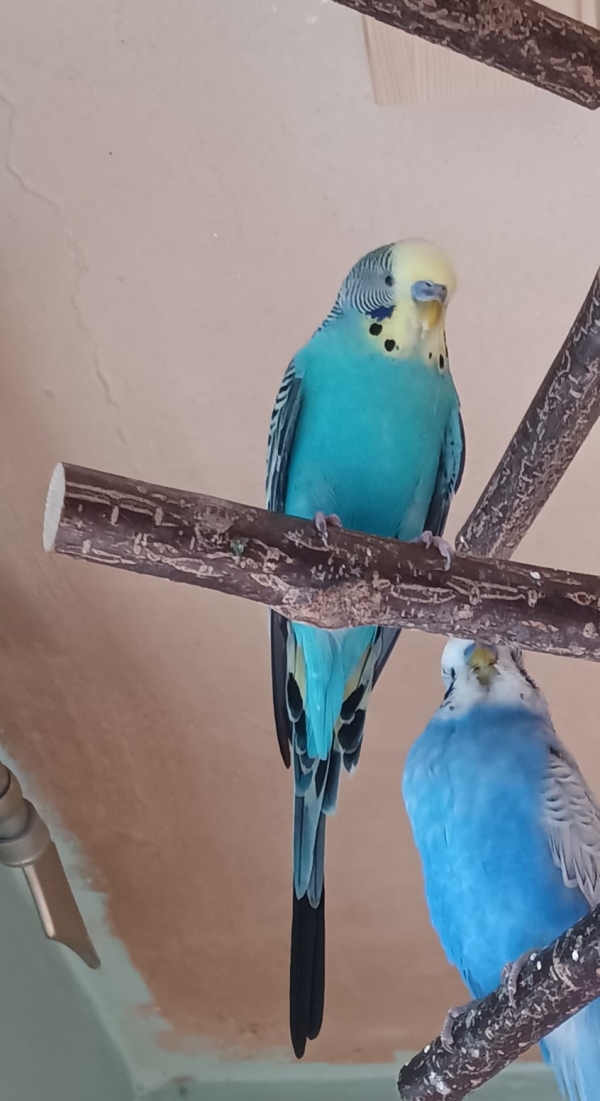 Coco ist da