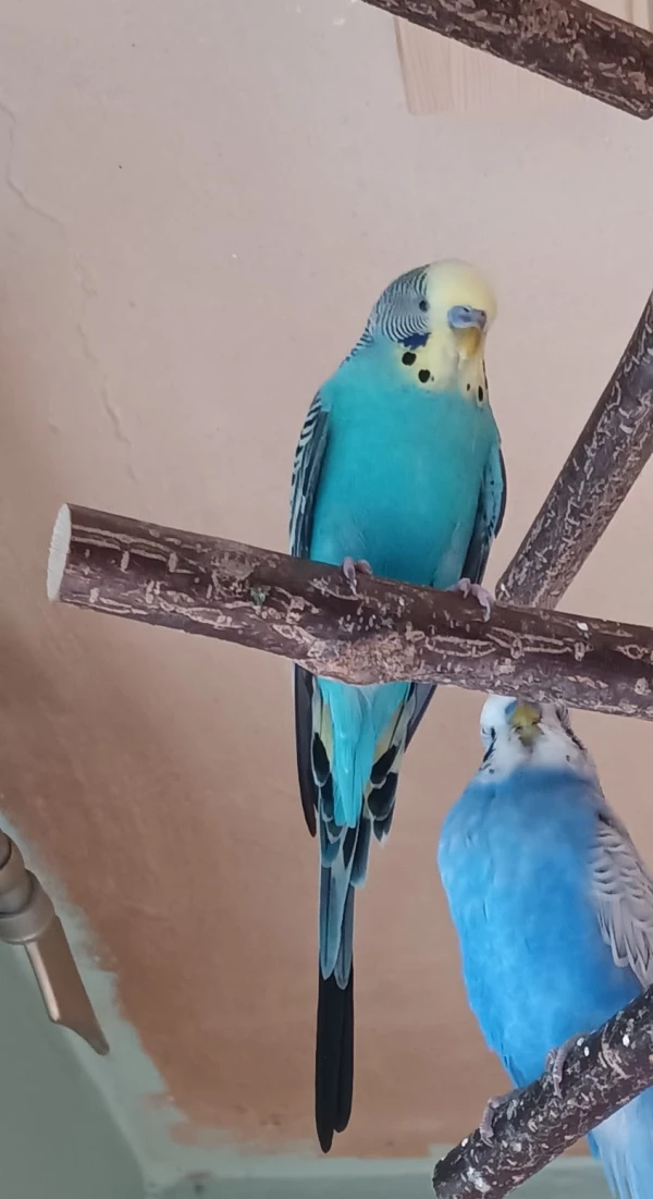 Wellensittich-Bild: Coco wurde von einer Dame abgegeben, da er die ganze Zeit alleine war! 