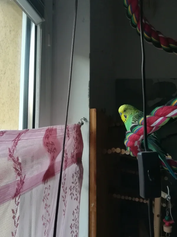 Wellensittich-Bild: Am gucken was der Nachbar macht ????