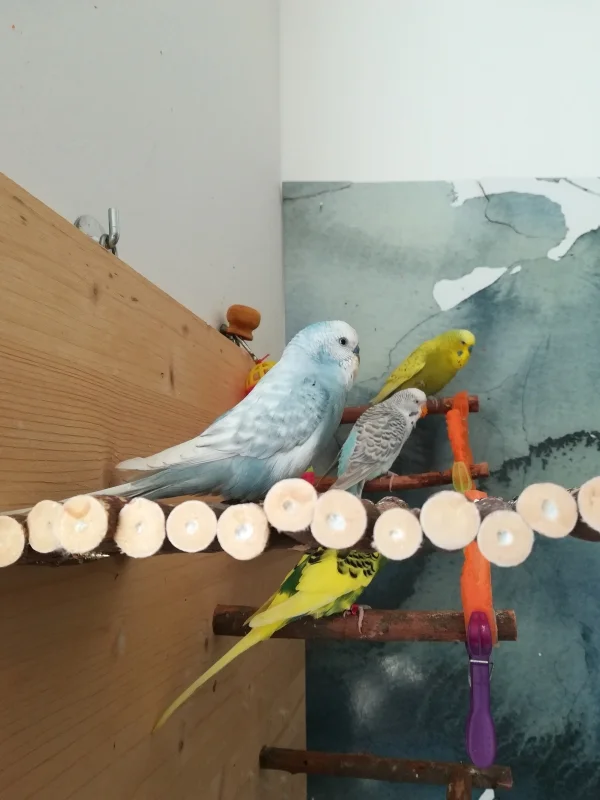 Wellensittich-Bild: Sasuke (vorne im Bild) ist neu bei uns. und total frech und mutig! 