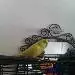 Remon