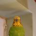 Neues Foto von Haru