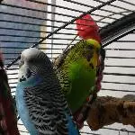Haru und Blue 