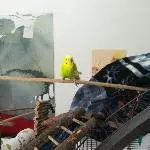 Kenzo der kleinste von allen