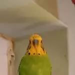 Neues Foto von Haru
