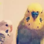 Tori und Keiko
