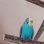 Coco ist da