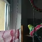 Miu der spion