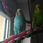 Blue und Haru 
