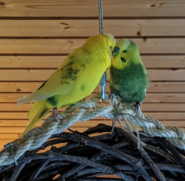 Wellensittich-Bild: Die zwei Kleinen mit dem großen Herz, für jeden. Ihnen ist es zu verdanken, dass mein Projekt Vergesellschaftung ein Erfolg war. Sie hießen 4 Häubchen und zwei Wellensittiche bei sich Willkommen. Sie zeigten ihnen die Spielerei, halfen beim Putzen eines leider verwahrlosten Wellis aus und zeigten, wie es richtig geht. Vor allem zeigten Sie Herz, teilten Schlaf- und Futterplätze und ihr Spielzeug. Ich bin stolz auf meine beiden, die meine Idee geduldet, gefördert und mitgemacht haben. Kaum zu glauben, was in so kleinen Wesen steckt, wenn man es nicht kennt. Brian (links), mein kleiner verrückter und Bruce, mein kleiner Prinz. Ein Danke, nur für euch - ein Danke, für meinen Schwarm. 