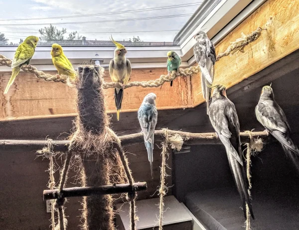 Wellensittich-Bild: Angefangen hat es mit zwei Wellis, dann zwei Häubchen dazu. Dann zwei Häubchen vom Tierschutz und zwei Wellis aus privater schlechter Haltung übernommen. Und zack.. Fertig war meine kleine Welt. Zum Wohle aller Federpopos blieben auch die Pflegekinder. Mein kleiner Schwarm, meine kleine Welt. 
