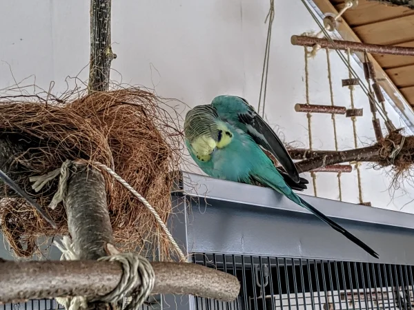 Wellensittich-Bild: Charlie war eine kleine arme Seele. Lange lange Zeit im Käfig gefristet, kaum Futter und wenn gabs nix gescheites. Charlie habe ich mit Casper spontan entdeckt, gerettet und zu mir geholt. Es geht bergauf, langsam aber stetig. Eigentlich sollten die beiden nur Pflegekinder sein, bleiben aber nun doch Teil des Schwarms! 