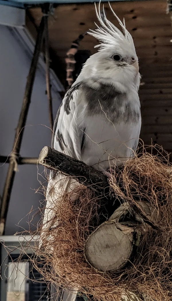 Wellensittich-Bild: Mia kam mit Merlin zu mir, beide vom Tierschutz befreit aus einer Tiermessiwohnung. Man sieht es ihr noch an, dass sie sich arg gerupft hat, spüren tut man es aber nicht. Sie ist eben eine kleine Diva, nicht unbegründet.. 