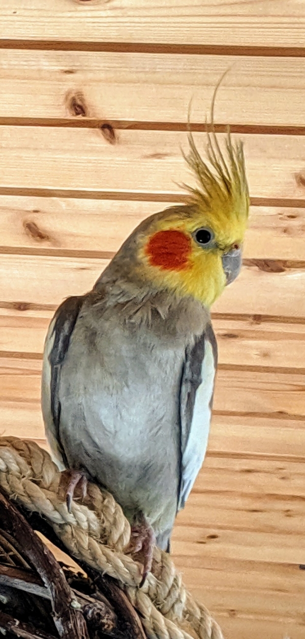 PHPSESSID