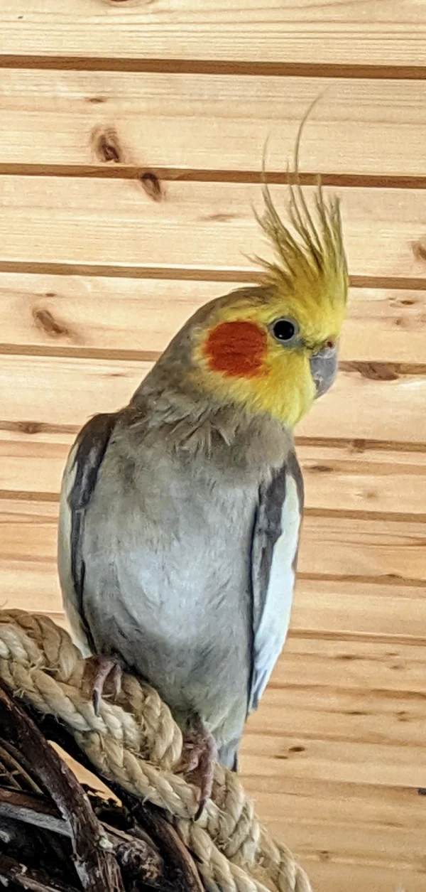 Wellensittich-Bild: Trotz Handicap versucht Lui immer Schritt zu halten. Und das gelingt ihm auch - meistens. Wenn nicht, merkt man ihm die Frustration an und hält einem vor Augen, dass in diesem kleinen Vögelchen ein großer Verstand steckt. Aber er wird geliebt, genau so, wie er ist. Von allen. 