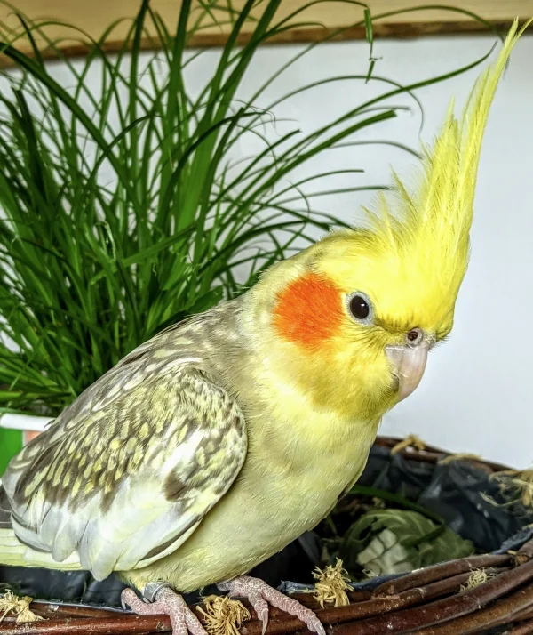 Wellensittich-Bild: Ich glaube,ich habe schon viele Jahre nicht mehr einen so entspannten Vogel wie Maja gesehen. Neu bei mir angekommen, beobachtet sie Renovierungsarbeiten, Bastelein und alles um sich, Hauptsache, ihr Spiky ist in der Nähe. 