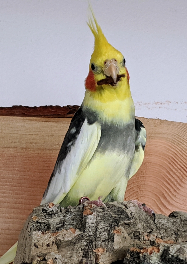 Pino