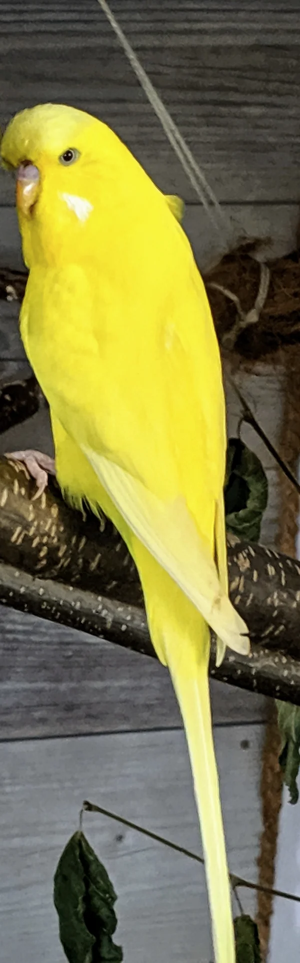 Wellensittich-Bild: Der kleine Flauschpopo kam mit Emil zu mir und darf nun ebenfalls in den Schwarm hineinwachsen und ein langes und gesundes Vogelleben leben. 