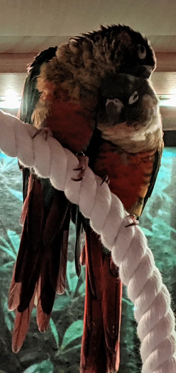 Wellensittich-Bild: Rio und Ria, bei den beiden Boliviern wird Teamplay ganz groß geschrieben. Eine vollkommen neue und aufregende Erfahrung die beiden zu halten. Ich freue mich, dass sie einziehen durften und bin gespannt, was die beiden in Zukunft so treiben, was mich zum Berichten veranlasst :)
