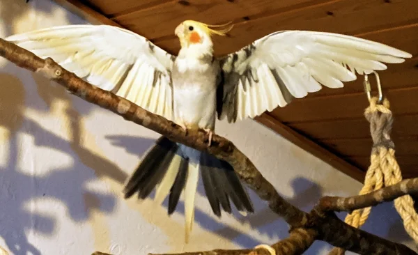 Wellensittich-Bild: ..so wird man gern begrüßt, wenn man ins Zimmer kommt. Eine Umarmung in Vogelart, in Verbindung mit einem kurzen Gespräch.