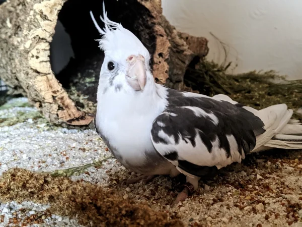 Wellensittich-Bild: Meine kleine Schönheit.. Ach wenn ich mich erinnere, als ich sie aus der Auffangstation geholt habe und wie sich sich gemacht hat. Da geht mir einfach das Herz auf :)