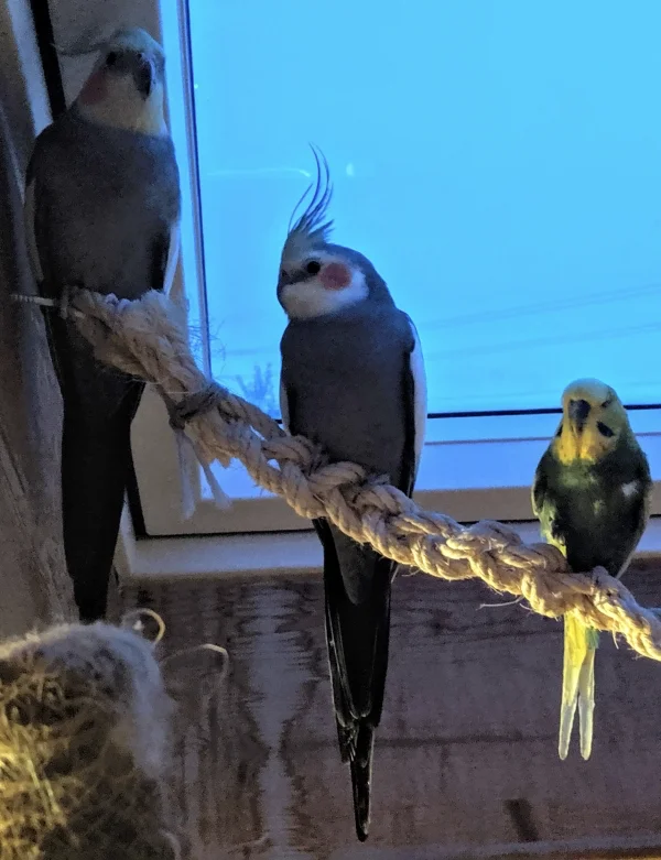Wellensittich-Bild: Das nun mehr ein viertel Jahr laufende Projekt nimmt jeden Tag etwas mehr Form an. Gegenseitige Akzeptanz und Toleranz ist immer gegenwärtig.
Klar jedoch ist, dass Bruce (rechts), der Anführer der Adlerschar ist. Besonders Merlin (links) hat es ihm angetan, bei den beiden hat sich eine wunderschöne Freundschaft entwickelt, in der die beiden sogar gemeinsam umher tollen und zeitgleich aus dem gleichen Napf futtern. Die ungewöhnlichsten Freundschaften sind eben doch meist die beständigsten, ich hoffe, so auch in diesem Fall. 