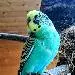 Charlie