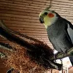 Frech? Kann ich! 