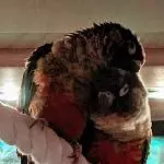 Ai Caramba 