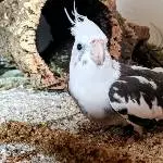 Mamamia 