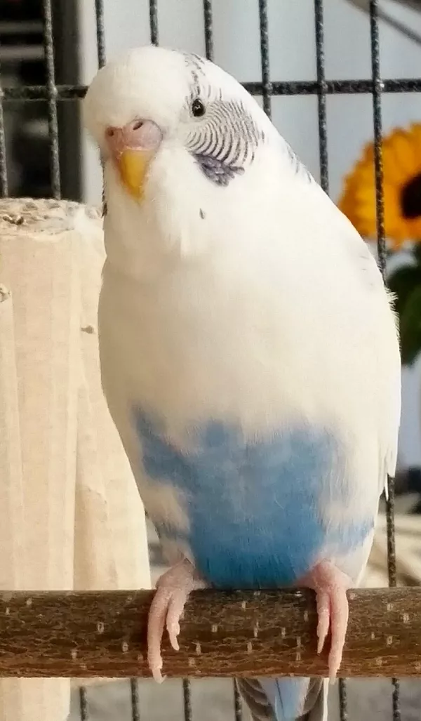 Wellensittich-Bild: Diesel trägt ganz stolz seine Bluejeans dieser Marke.