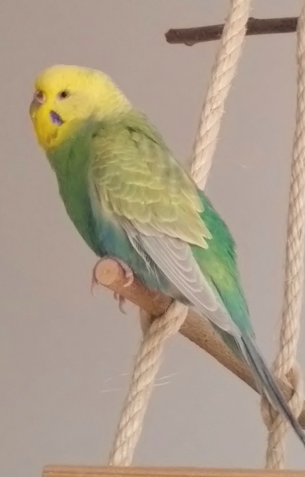 PHPSESSID