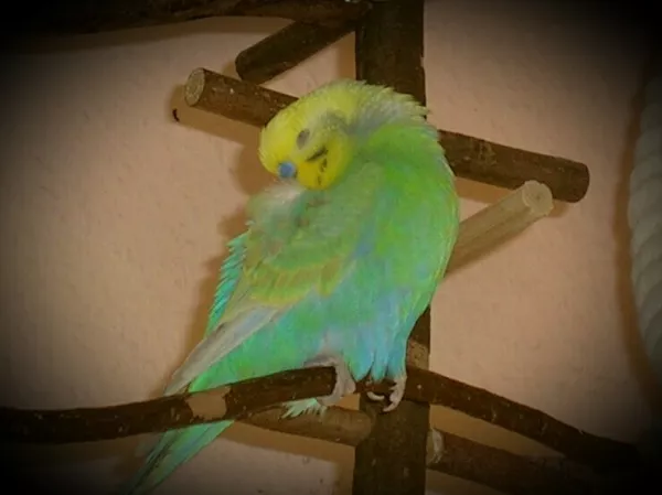 Wellensittich-Bild: Rainbow Karl zieht sich regelmäßig zum Mittagsschlaf zurück. 