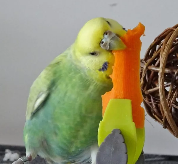 Wellensittich-Bild: Lilith liebt es, im Vogelzimmer eine kleine Möhren-Sauerei zu veranstalten. Die ersten Stückchen Möhre frisst sie noch - und danach wird die Möhre geschreddert und weitflächig verteilt..