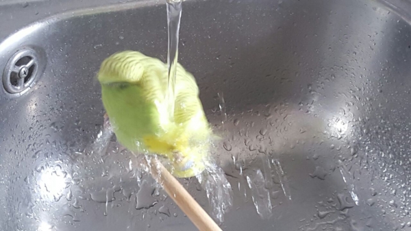 Wellensittich-Bild: Olli beim Duschen