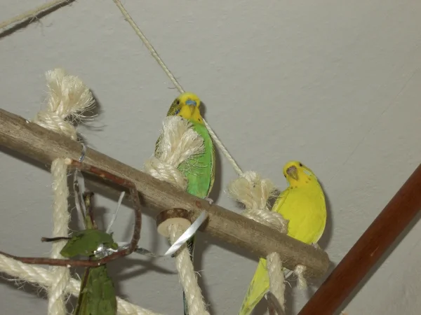 Wellensittich-Bild: Der grüne Welli (Bubi) und der gelbe Welli (Susi)