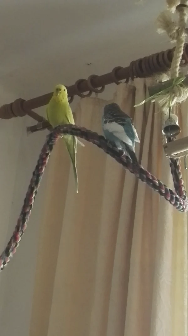 Wellensittich-Bild: Susi und Flocke