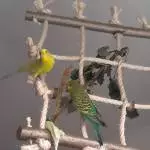 Bubi& Susi