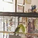 Meine Klein Wellis