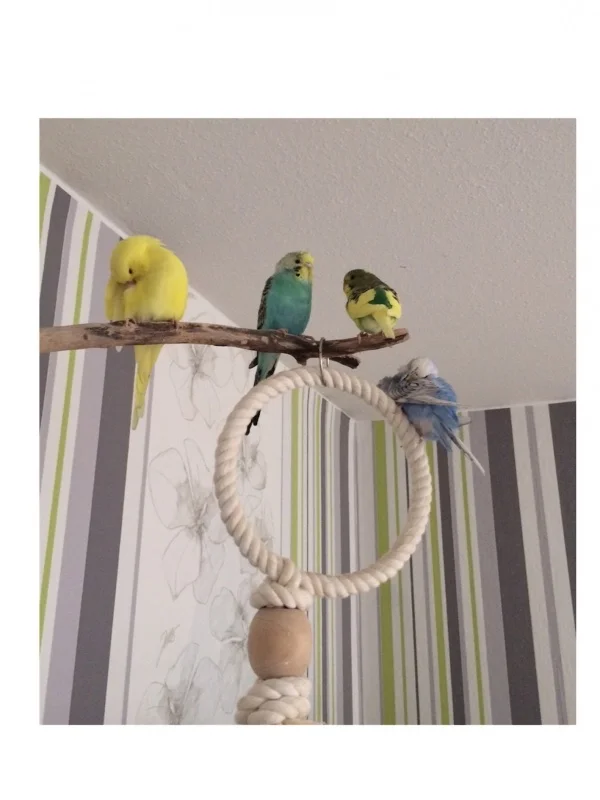 Wellensittich-Bild: Darf ich vorstellen:  Franzl, Sissi, Ludwig und Sophie
Sie sind ein halbes Jahr jung und machen einfach Riesenfreude :)