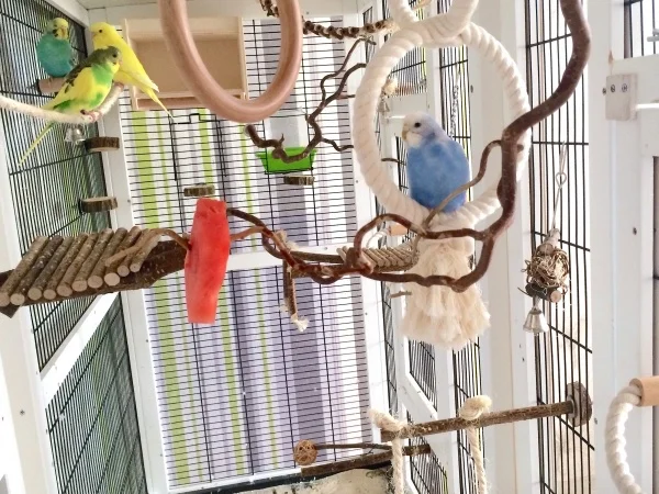 Wellensittich-Bild: Platz zum spielen,fliegen und kuscheln