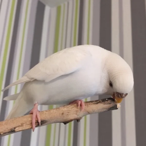 Wellensittich-Bild: Stöckchen ist auch nicht schlecht ;)
