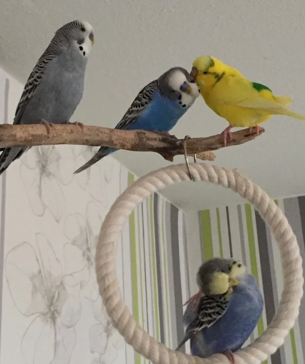 Wellensittich-Bild: allgemeine Putzstunde
