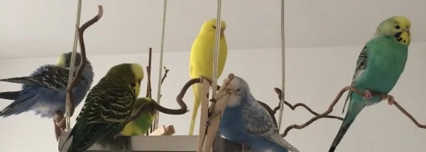 Wellensittich-Bild: Meine Wellis haben Zuwachs bekommen. Quintus und Aria (von meinem Freund) sind bei uns eingezogen. Es hat alle wunderbar geklappt und die Mädels dicken nun auch weniger ;)