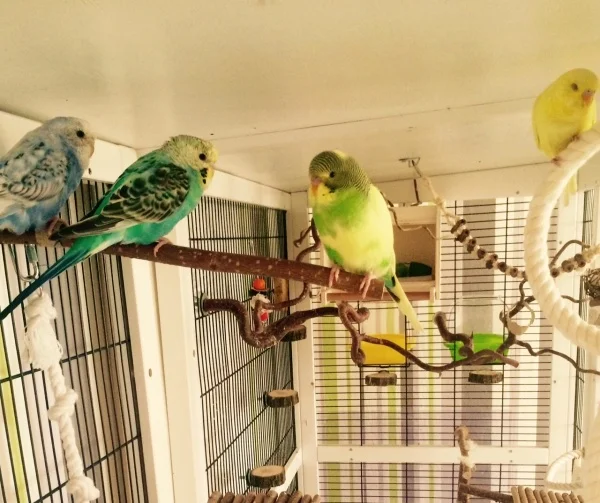 Wellensittich-Bild: darf ich vorstellen
Ludwig, Sophie, Franzl und Sissi