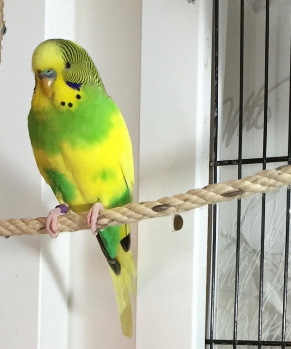 Franz